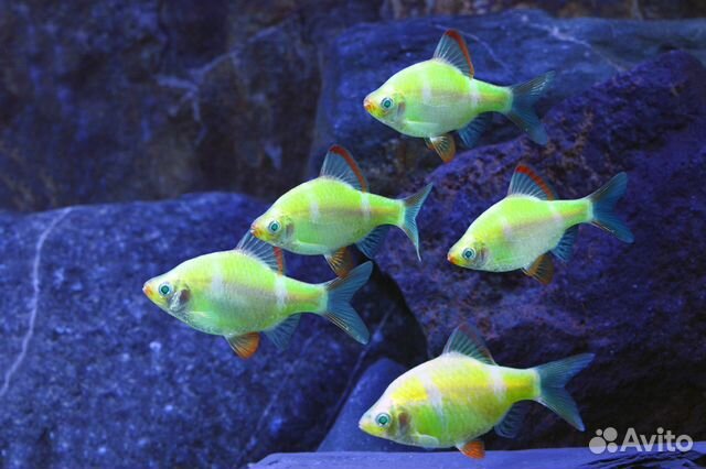 Декоративные аквариумные рыбки купить на Зозу.ру - фотография № 1