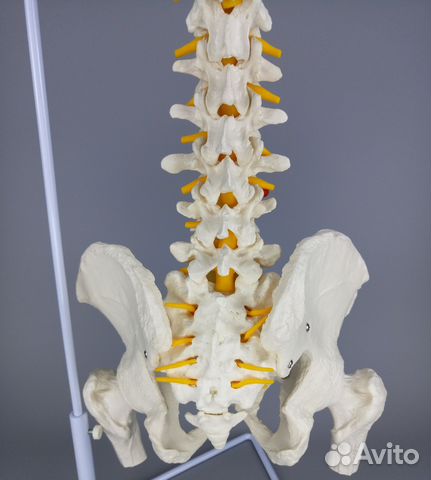 Модель позвоночника с тазом и головками бедренных Модель позвоночника с тазом и головками бедренных