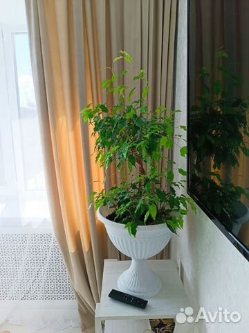 

1-к. квартира, 31 м², 2 кровати