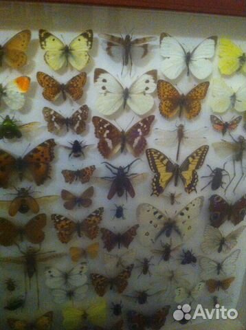 Настоящие бабочки под стеклом