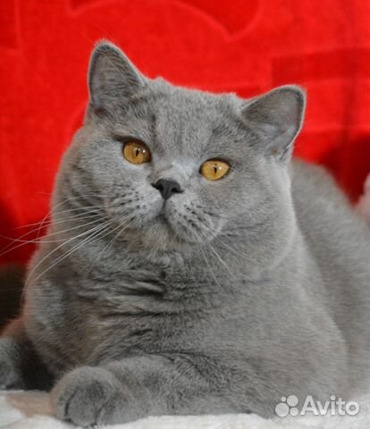 Коты на вязку и продажа котят купить на Зозу.ру - фотография № 6