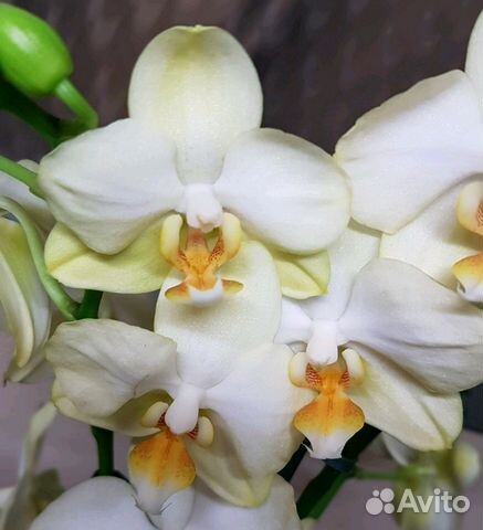 Орхидея фаленопсис multiflora