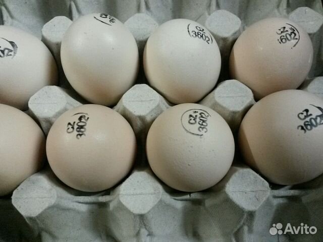 Купить инкубационное яйцо в волгограде. Hub1007011 маркировка инкубационного яйца. Инкубационные яйца Самара Самарская область. Инкубационное яйцо купить на Зозу. Ру Росс 308.