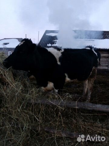 Продам корову,2 отел,и тёлочку годовалая купить на Зозу.ру - фотография № 1