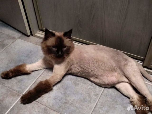 Стрижка собак и кошек, тримминг (груминг)