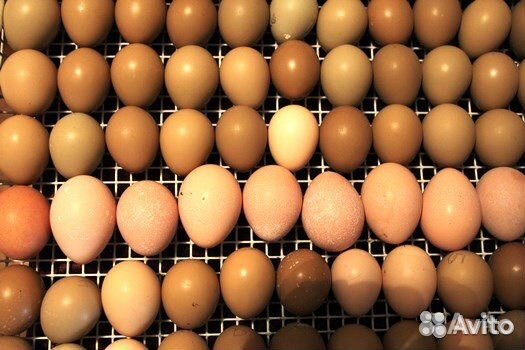 Инкубационное яйцо фазана купить. Яйцо фазана. Купить яйца фазана для инкубации. Купить инкубационное яйцо фазана в Кемерово на авито.