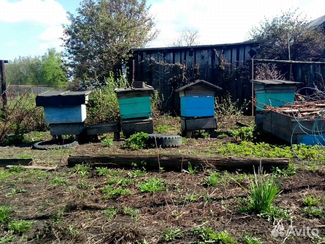 Пчелосемьи с ульями купить на Зозу.ру - фотография № 1