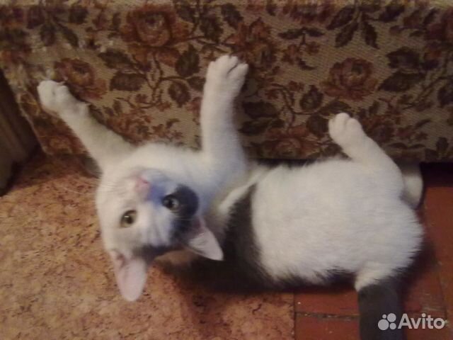Кошки, коты и котята в ответственные руки купить на Зозу.ру - фотография № 5