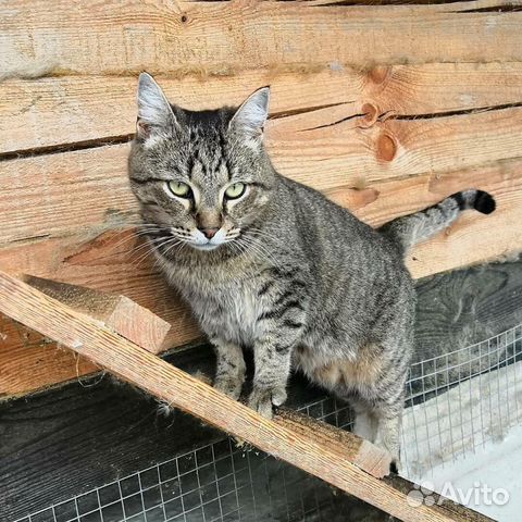 Котик в добрые руки купить на Зозу.ру - фотография № 3