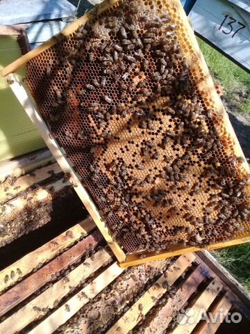 Продаю пчёлы купить на Зозу.ру - фотография № 9
