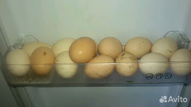Продам домашние яйца объявление. Объявление продажа домашние яйца. Домашние яйца цена г пласт Челябинской области. Авито цена домашних яиц Сочи.