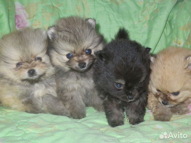 Авито Животные Фото