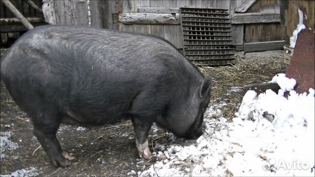 Вьетнамские свиньи живым весом и частями купить на Зозу.ру - фотография № 1
