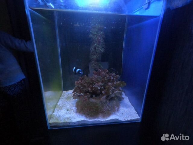 Морской аквариум готовый. Куб 30 литров купить на Зозу.ру - фотография № 8