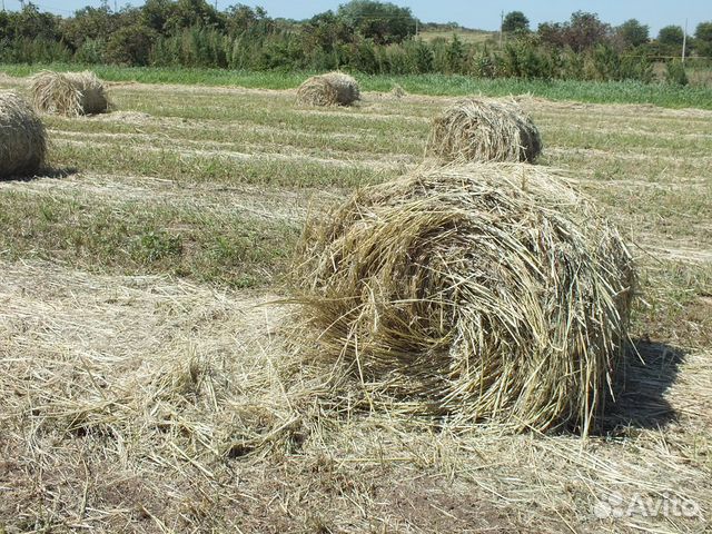Сено луговое, суданской травы купить на Зозу.ру - фотография № 2