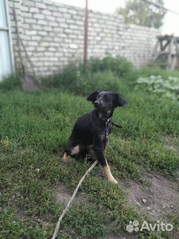 Собака для дома и двора купить на Зозу.ру - фотография № 2