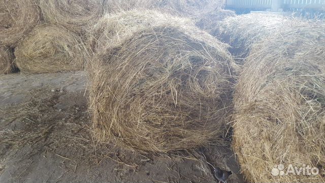 Предлагаем сено многолетних трав (г. Чудово) купить на Зозу.ру - фотография № 4