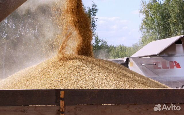 Ячмень зерно купить на Зозу.ру - фотография № 6