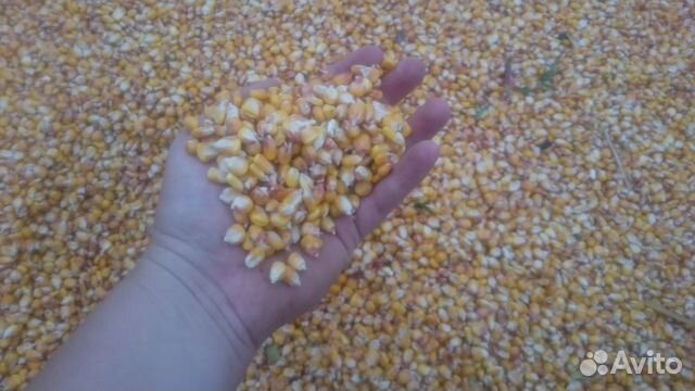 Зерно-пшеница, ячмень и кукуруза купить на Зозу.ру - фотография № 2
