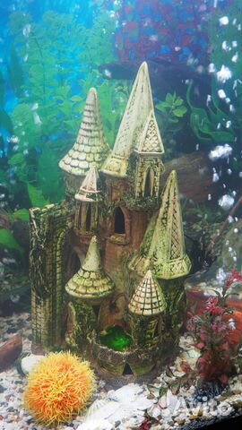 Продам аквариум с рыбками купить на Зозу.ру - фотография № 6