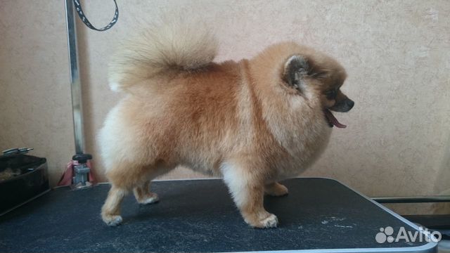 Стрижка собак и кошек Стрижка собак и кошек