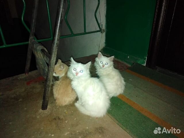 Пушистые белые котята купить на Зозу.ру - фотография № 2