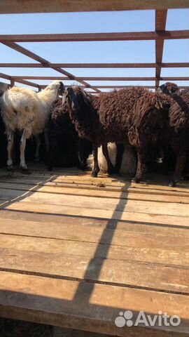 Живые бараны ягнята овцы купить на Зозу.ру - фотография № 8