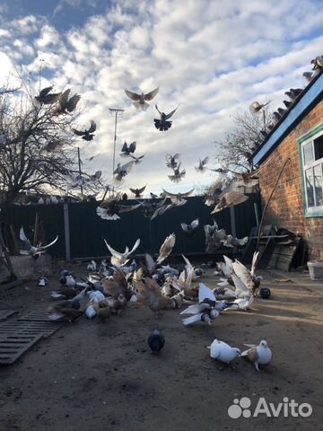 Николаевские голуби купить на Зозу.ру - фотография № 9