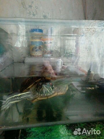 Огромная черепаха, аквариум в сборе-обмен купить на Зозу.ру - фотография № 7