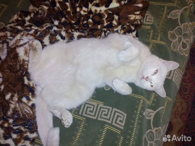 Кошка