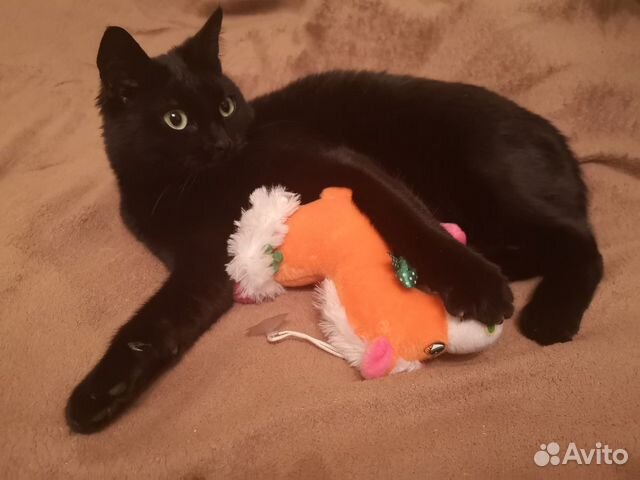 Передержка домашних животных Передержка домашних животных