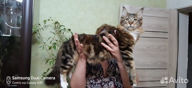 Кошечка Мейн-кун купить на Зозу.ру - фотография № 1