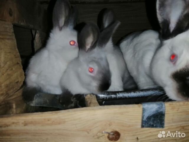 Кролики калифорнийские 1-2 месяца купить на Зозу.ру - фотография № 1
