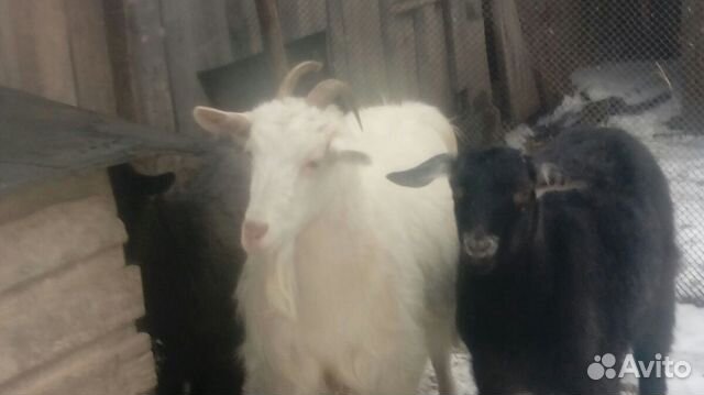 Продам козу и козлят на мясо или живьем купить на Зозу.ру - фотография № 2