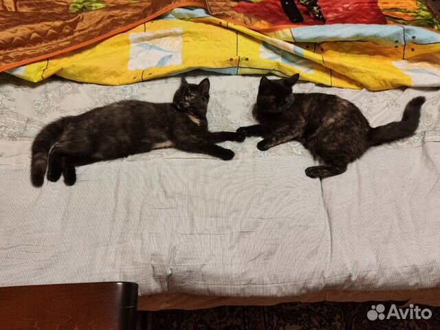 Отдам котят в хорошие руки