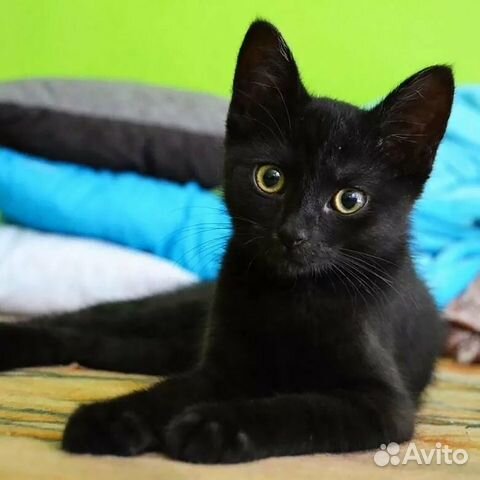 Отдам в хорошие руки черного котенка купить на Зозу.ру - фотография № 3
