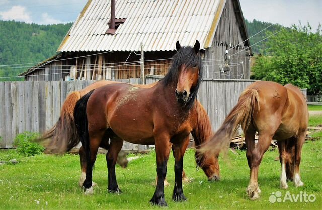 Деревня Кони Фото