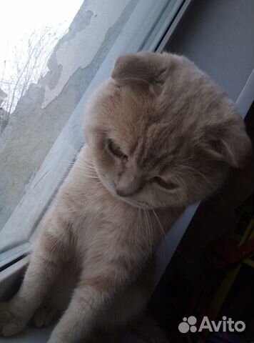 Кот ищет кошку вязка купить на Зозу.ру - фотография № 4