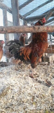 Инкубационное яйцо и заявки на цыплят купить на Зозу.ру - фотография № 4