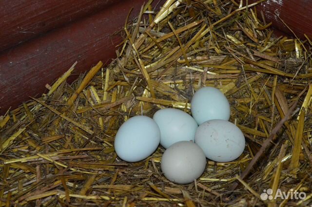 Яйцо гусиное инкубационное (Линда крупная) купить на Зозу.ру - фотография № 1