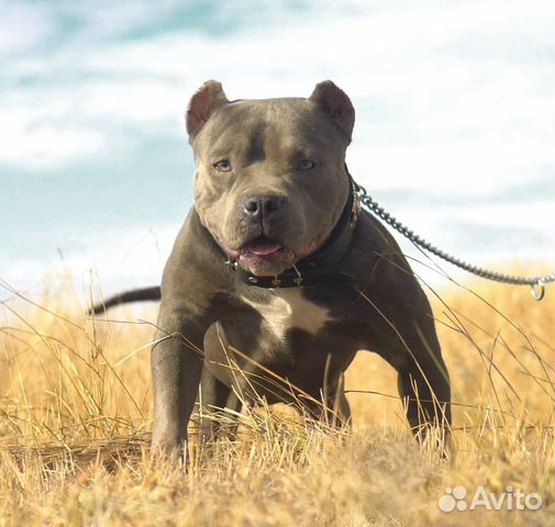 Американский Булли