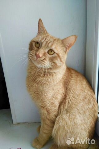 Котик в добрые руки