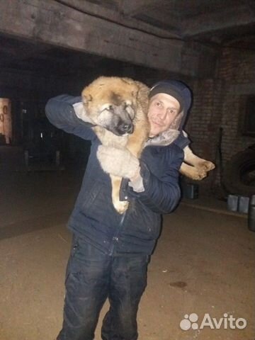 Подрощий щенок 4 месяца купить на Зозу.ру - фотография № 3