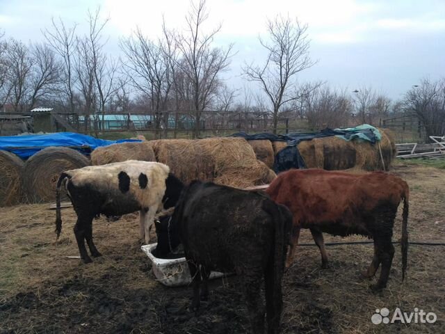 Продаю стельные коровы телки бычки купить на Зозу.ру - фотография № 7