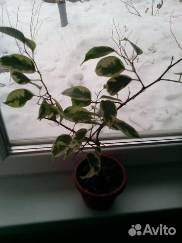 Цветы Цветы