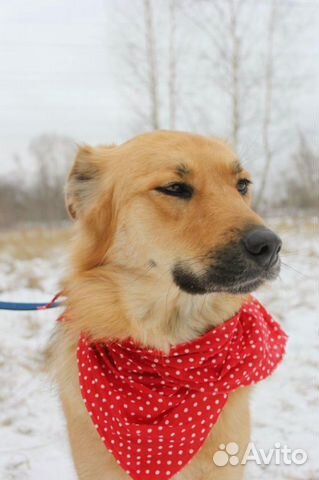 Красивая собака Лиза для квартиры в дар купить на Зозу.ру - фотография № 4