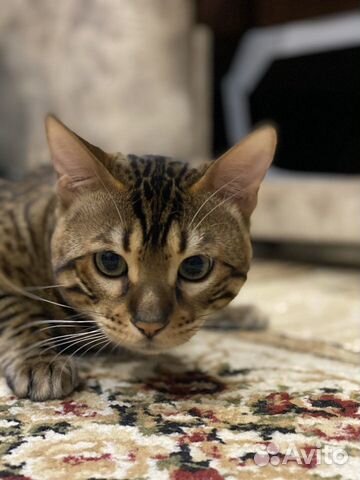 Бенгальский кот на вязку купить на Зозу.ру - фотография № 5