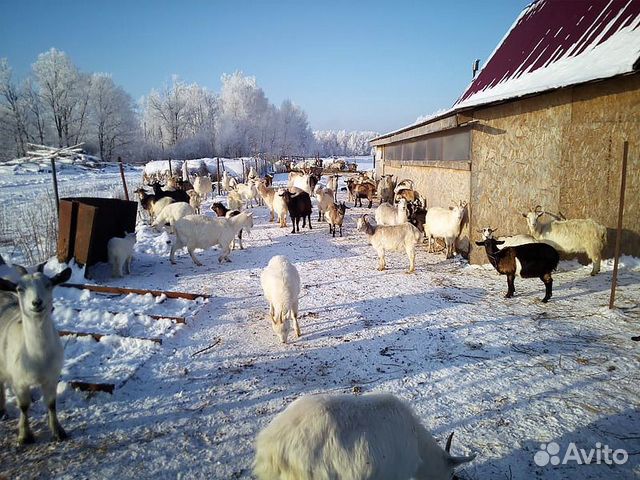 Продам козу купить на Зозу.ру - фотография № 4