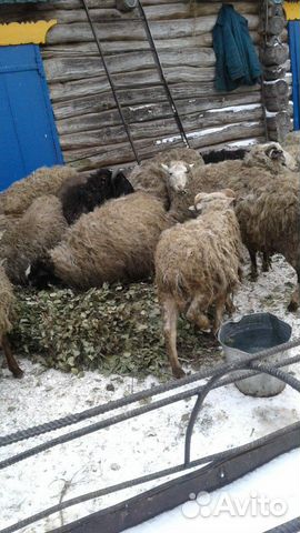Бараны и овцы купить на Зозу.ру - фотография № 6