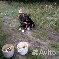 Подарю хороших щенят от чистого немца и лайки купить на Зозу.ру - фотография № 2